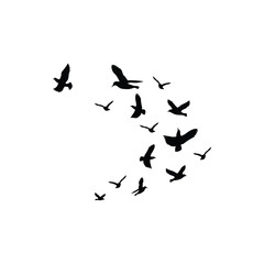 flock of birds flying