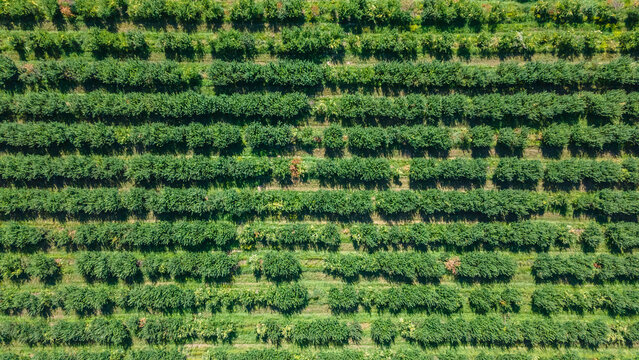 Apple orchard at the stage of harvest ripening