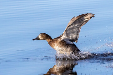 Common Pochard