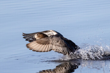 Common Pochard