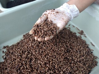 Harvesting BSF maggot. Maggot is adult larva of Black Soldier Fly