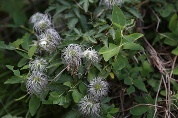 Clematis lasiantha