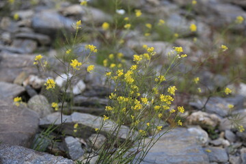 Sisymbrium de loesel