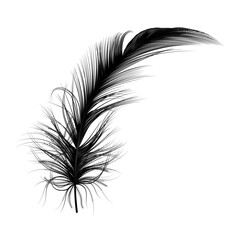 Feather isolated. Vector illustration. 