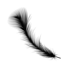 Feather isolated. Vector illustration. 