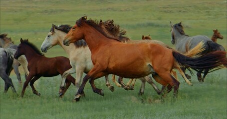The group horses run on green meadow. The herd of beautiful free horses run on green field. Fast horses gallop in slow motion. The concept of wild animals, freedom, fast speed, slow motion, wildlife