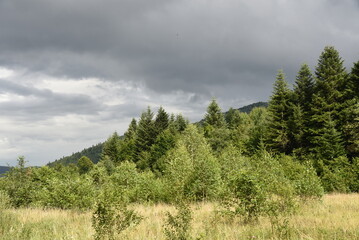 Beautiful Carpathian mountains and green nature in Ukraine