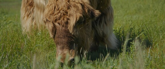The long-haired muskox roams around the summer meadow, contentedly munching on juicy green grass...