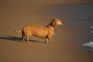 Basset chien