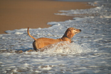 Basset chien