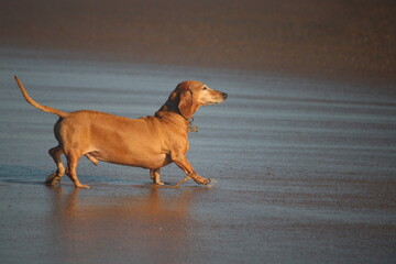 Basset chien