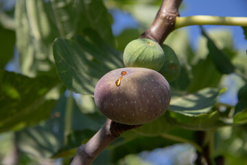 A drop of syrup on a ripe fig.