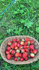 basket with strawberries, fresh fruit harvested on the plot, basket in the grass with fruit, ripe wild strawberries, garden, fruit picking