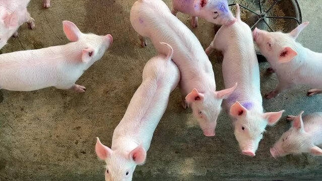 Piglet in a farm Small piglet sucking Brest milk on from mother pig in the farm. video footage 4 k  