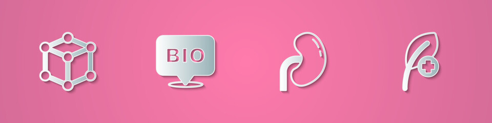 Set paper cut Molecule, Bio healthy food, Human kidney and Leaf or leaves icon. Paper art style. Vector