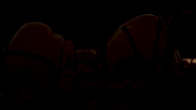 Yellow Habanero peppers and red mini peppers of The Star of Turkey variety emerge from the darkness on a black background.