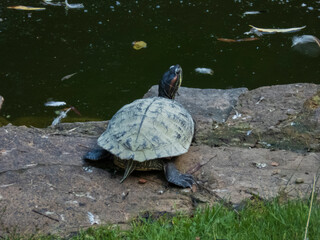 Fototapeta premium turtle on the water