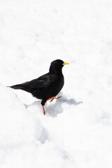 Alpendohle im Schnee