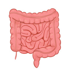Human intestine illustration - obrazy, fototapety, plakaty