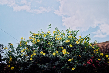 flowers and blue sky