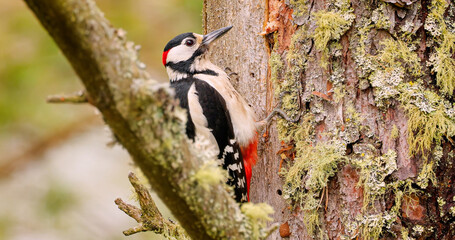 Great spotted woodpecker bird on a tree looking for food.