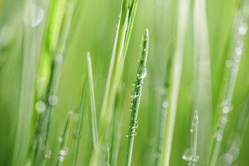 Fototapeta na wymiar Green grass close-up super macro shooting.
