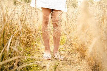 Happy girl legs feet standing walking in white dress in field full of yellow, orange ears of wheat, rye, barley. Summer yellow sun, nature freedom outdoors. Autumn harvest time rural scene. Own land