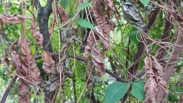 dried dead leaves on a tree plant or vine, withered plant without proper watering or caring, plants in the dry season, gardening concept