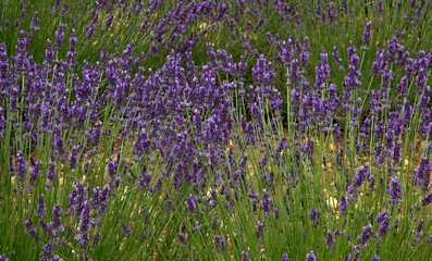 Lavendula x intermedia,  Lavandin, Culture , Provence, plateau de Valensole 04, Alpes de Haute Provence, France