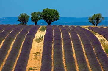 Lavendula x intermedia,  Lavandin, Culture , Provence, plateau de Valensole 04, Alpes de Haute Provence, France