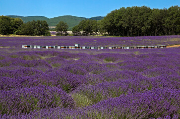 Lavendula x intermedia,  Lavandin, Culture , Provence, plateau de Valensole 04, Alpes de Haute Provence, France