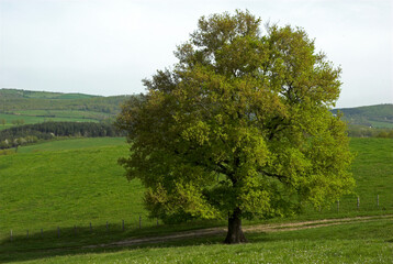 Chêne pédonculé, Quercus robur