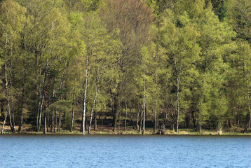 Bouleau verruqueux, Betula pendula, Lac des S&eacute;ttons, Parc naturel r&eacute;gional du Morvan, 58, Ni&egrave;vre, France