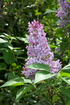 Syringa vulgaris 'Michel Buchner' , Lilas