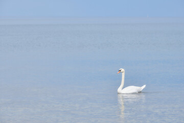 Swans on the sea