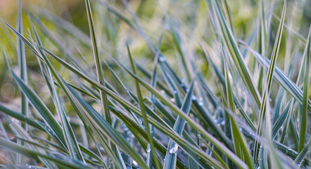 A drop of water on a leaf of grass