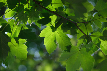 Fototapeta na wymiar Sun shining through leaves