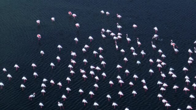 Flock of Greater Flamingo (Phoenicopterus roseus) in salt pans and marsh in Fuseta in the district of Faro. Aerial view from a drone. Marshes and salt flats of the Ria Formosa Natural Park. Atlantic O