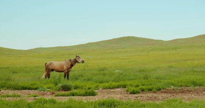 The beautiful free brown horse walks on meadow.Horse stallion nods its head and walks on background green hilltops and blue clear sky.Concept of wild animals freedom wildlife scenery nature landscape