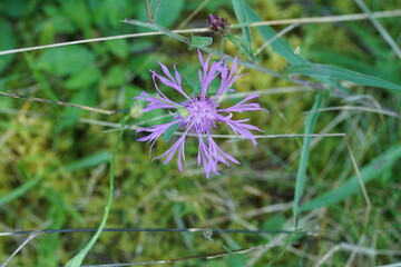 Skabiosen Flockenblume, Centaurea scabiosa