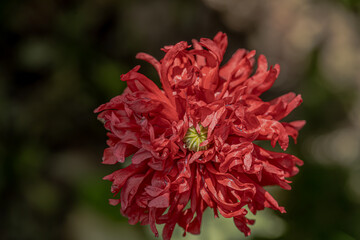 Flowers in macro photography and with bokeh effect.