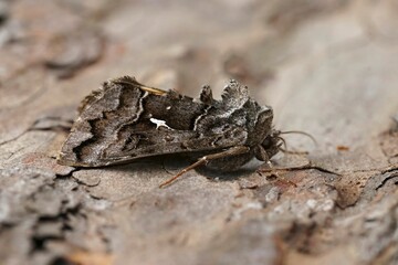 Closeup on a dark Syngrapha ain owlet moth, sitting on wood