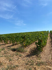 Vignes proche de Montpellier, Occitanie