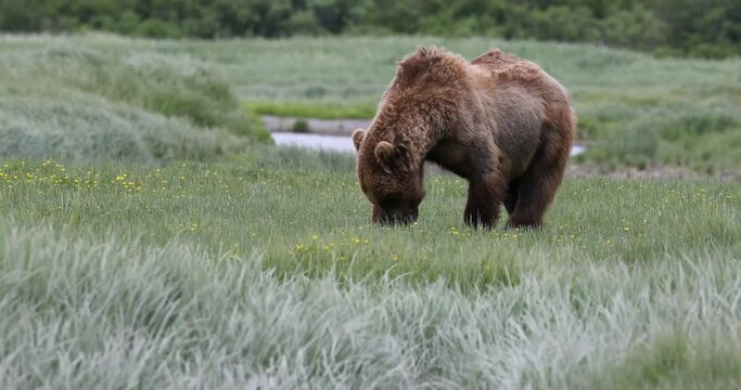 Brown bear eating sedge grasses in meadow of Katmai National Park, Alaska.