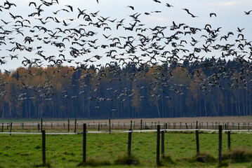 Thick flock of barnacle goose flying in fast speed past forest, stall and fence for lifestock  with Autumn foliage on October Afternoon in Helsinki, Finland.