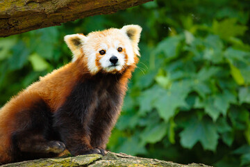 cute Red panda walking tree closeup and looking eyes