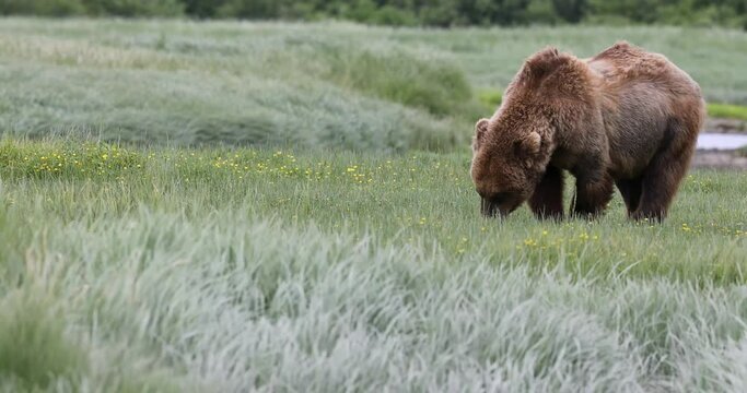 Coastal brown bears feeding on sedge grass