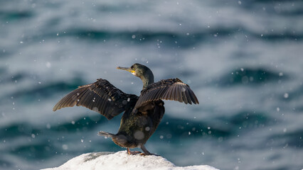 European shag, common shag (Phalacrocorax aristotelis) in snow at Hornøya, Norway