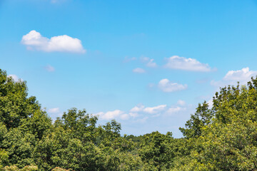 瑞々しい新緑と青空