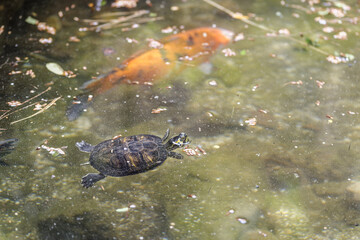 Poisson et tortue à la surface de l'eau